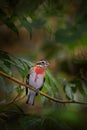 Rose-breasted grosbeak, Pheucticus ludovicianus sitting on the orange and green mossy branch. Wildlife in Costa Rica, mountain Royalty Free Stock Photo