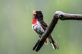 A rose-breasted grosbeak singing in the rain. Royalty Free Stock Photo