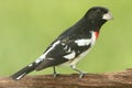 Rose-breasted Grosbeak & x28;Pheucticus ludovicianus& x29; Royalty Free Stock Photo