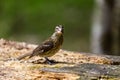 Rose Breasted Grossbeak female.