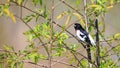 Rose Brested grosbeak bird Royalty Free Stock Photo