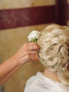 Rose in Bride's Hair