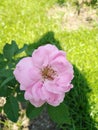 Rose with bright pink color.