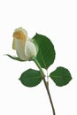 Rose Bud