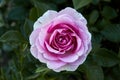 Rose bud against out of focus background. Selective focus. Horizontal photography Royalty Free Stock Photo