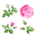 Rose bud collection. Elements of roses isolated on white background. Bouquet of roses. Flower isolated against white Royalty Free Stock Photo