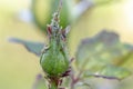 Rose bud covered with aphids of the family aphidoidea Royalty Free Stock Photo