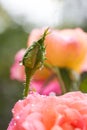 Rose bud with dew drops and soft rose blossom background Royalty Free Stock Photo