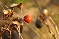 Rose bud and dried leaves