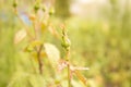 Rose Bud with drops of dew. Close up. Selective focus Royalty Free Stock Photo