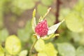 Rose Bud with drops of dew. Close up. Selective focus Royalty Free Stock Photo