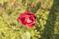 Rose Bud with drops of dew. Close up. Selective focus Royalty Free Stock Photo