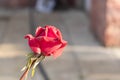 Rose Bud with drops of dew. Close up. Selective focus Royalty Free Stock Photo