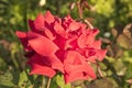 Rose Bud with drops of dew. Close up. Selective focus Royalty Free Stock Photo