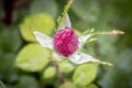 Rose Bud with drops of dew. Close up. Selective focus Royalty Free Stock Photo