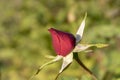 Rose Bud with drops of dew. Close up. Selective focus Royalty Free Stock Photo