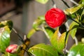 Rose bud emerging into full blooming flower