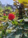 Rose bud flower close shoot
