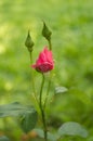 Rose bud. Flower of love. Defocused green background. Rose bush in natural sunlight in a home garden. Colored pink leaves and