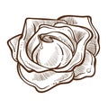 Rose bud flower with water drops isolated monochrome sketch Royalty Free Stock Photo