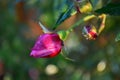 Rose bud Garden Royalty Free Stock Photo