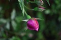 Rose bud Garden Royalty Free Stock Photo