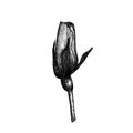 Rose bud. Hand drawn vector sketch illustrations. Royalty Free Stock Photo