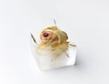 Rose bud in ice cubes on white isolated Royalty Free Stock Photo