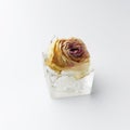 Rose bud in ice cubes on white isolated Royalty Free Stock Photo