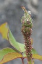 Rose bud infested with aphids, vertical shot Royalty Free Stock Photo