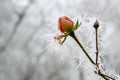 Rose bud with long frozen ice needles from the winter hoar frost in winter, greeting card for valentine`s day with copy space