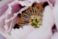 Rose bud, pistils, stamens, macro photography, delicate