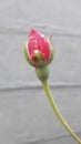 The rose bud, the rain drops on the rose flower bud Royalty Free Stock Photo