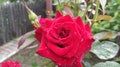 Rose bud in raindrops Royalty Free Stock Photo