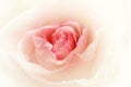 Rose bud with water drops Royalty Free Stock Photo