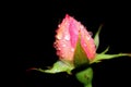 Rose bud with water drops on black background Royalty Free Stock Photo