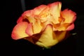 rose bud with yellow-red petals on black background Royalty Free Stock Photo