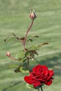 Rose with buds