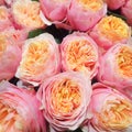 Rose buds with delicate pink petals and a bright orange middle. The original form. A modern variety of new selection