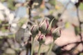 Rose buds in the garden over natural background close up. Azerbaijan nature. Selective focus Royalty Free Stock Photo