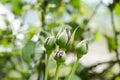 Rose buds in the garden over natural background close up. Azerbaijan nature. Selective focus Royalty Free Stock Photo