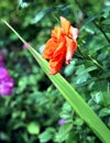 Rose buds in the garden over natural background Royalty Free Stock Photo