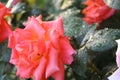 Rose buds in the garden over natural background Royalty Free Stock Photo