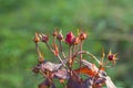 Rose buds in the garden over natural background after rain.Red roses grow in the summer garden. rose bud isolated on Royalty Free Stock Photo