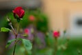 Rose buds in the garden over natural background after rain Royalty Free Stock Photo