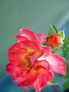 rose with buds in the spring garden. Splendid and romantic flower Royalty Free Stock Photo