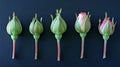 Rose Buds Stages Of Growth Development Royalty Free Stock Photo