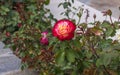 Rose in Bulgaria Royalty Free Stock Photo