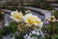 Rose in Bulgaria Royalty Free Stock Photo