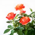 Rose bush Royalty Free Stock Photo